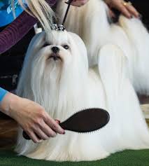 138th Annual Westminster Dog Show Long Haired Maltese Groomed Westminster Dog Show Maltese Dogs Dog Show