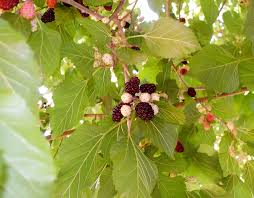 This tree produces fruit that look like blackberries. Facebook The Southern Urban Homestead