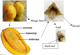 Image result for Mangifera