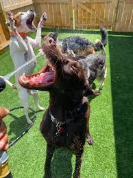 Dog day care center in sewell, new jersey. We Have So Much Fun At Fetch Fetch Pet Resort Facebook