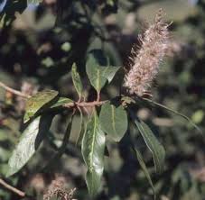 Image result for Faurea saligna