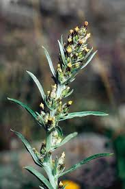 Image result for Gnaphalium