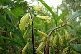 Image result for Nervilia petraea