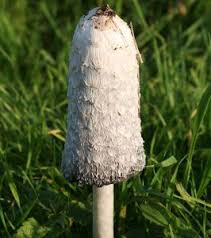 Descrierea soiurilor de ciuperci este concisa. Ciupercar Ro Ghidul Online Al Culegatorului De Ciuperci Ciuperci Ghid De Recunoastre A Ciupercilor Util Culegatorilor De Ciuperci Poze Ciuperci