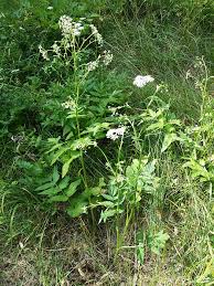 Image result for Pimpinella alismatifolia