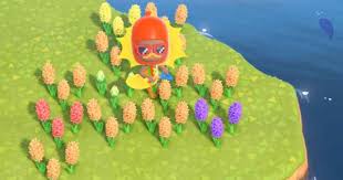 Maybe you would like to learn more about one of these? Acnh Purple Hyacinth How To Get Grow Animal Crossing Gamewith