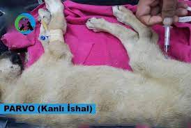 parvo kanli ishal dost dernegi