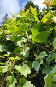 Image result for Vitis