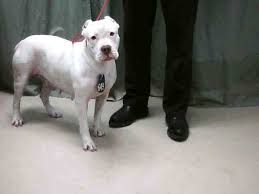 We did not find results for: Solid White Red Nosed Female Pit Bull Solid White Female A Flickr