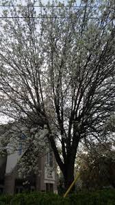 Find & download the most popular flowering tree vectors on freepik free for commercial use high quality images made for creative projects. Beautiful White Flowering Trees Common In South Georgia