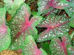 Caladio Caladium Bicolor Jardineiro Net Tanaman Bunga Hiasan