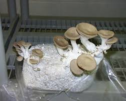 Volete produrre funghi cardoncelli (pleurotus eryngii) belli e saporitissimi in casa vostra? Ballette Funghi Ortaggi Ballette Funghi Orto