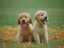 Raw Diet Helps In Reducing Risk Of Inflammatory Bowel Disease In Dogs The Daily Guardian