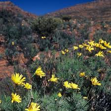 Image result for Searsia lucida