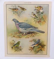 vintage school poster sale birds classroom chart school