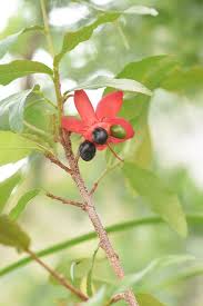 Image result for Ochnaceae