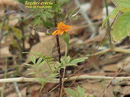 Image result for Tagetes erecta