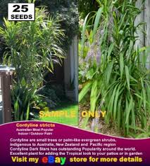Image result for Cordyline stricta