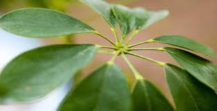 We did not find results for: Dwarf Umbrella Tree Schefflera Arboricola Plant Care 101 101
