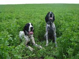 Image result for auvergneský ohař