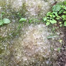 We did not find results for: Clear Jelly Fungus 252669 Ask Extension