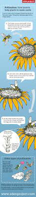 To make one pound of honey, a hive of bees must travel over 55. What Is Pollination Diagram For Kids Eden Project Cornwall