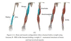 The ischial spines are found superiorly to these, and form the insertion point of the. 2 The Weight A Human S Forearm Can Hold A Human S Chegg Com