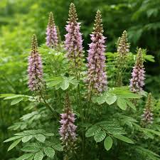 Image result for Uraria picta