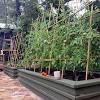 Garden blogger linda ly, aka garden betty, is a fan of the basic florida weave string trellis for tomatoes (or other climbing veggies). 1