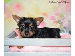 Stop by petland to find your dream puppy today! Dogs Puppies For Sale Visit Petland Fort Myers Today Fort Myers Fl Puppies Dogs And Puppies Puppies For Sale