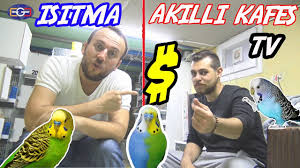 Super Luks Uretim Tesisi Muhabbet Kuslari Hazir Youtube