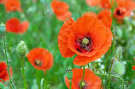 Purple poppies purple flowers wild flowers poppy flowers exotic flowers yellow roses blue poppy flower landscape seed pods. Poppy Flower Of Red Color On Green Field Accompanied By Other Stock Photo Picture And Royalty Free Image Image 128106180