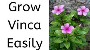 You get healthy, nicely rooted plants ready for easy transplanting. How To Grow Vinca Periwinkle From Cuttings Youtube