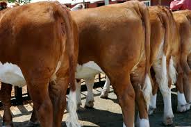 52 Gambar Hewan Hewan Pakong Gratis Terbaik Gambar Hewan