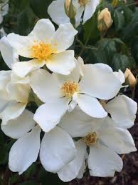 Main / terrain / bushes / rose bush. A Soft Spot For Single Petaled Roses Uc Botanical Garden