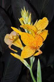 Cannaceae Canna L Golden Gate Canna Plant Wikipedia Plants Canna Lily Plant Problems