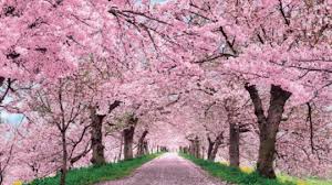 If you see both beautiful full blooms and the. Ditch Japan Catch Blooming Cherry Blossoms Right Here In India