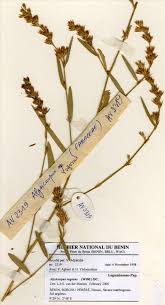 Image result for Alysicarpus zeyheri