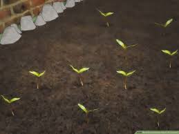 Connect and share knowledge within a single location that is structured and easy to search. 3 Ways To Germinate Maple Tree Seeds Wikihow