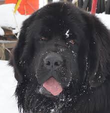 See puppy pictures, health information and reviews. Moore Newfies Reputable Newfoundland Breeder In Colorado