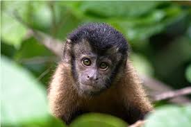 Rainforestmonkey Rainforest Animals Rainforest Brazilian Rainforest