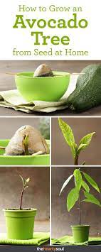 How To Grow An Avocado Tree In A Pot At Home Avocado Plant Avocado Plant From Seed Growing An Avocado Tree