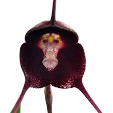 Dracula pholeodytes – Ecuagenera