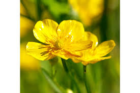 Image result for Ranunculus raeae