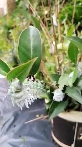Ils volent, butinent, s'accouplent ou se reposent. Le Jardin Aux Papillons Accueil Facebook