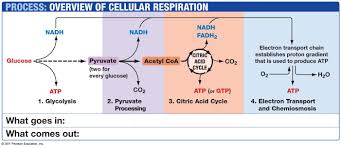 To Print Out Glycolysis And Krebs Cycle Diagrams
