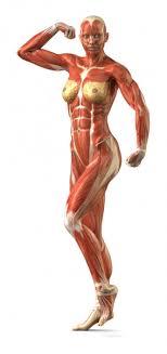 There are around 650 skeletal muscles within the typical human body. áˆ Female Muscle System Stock Photos Royalty Free Female Muscle Anatomy Images Download On Depositphotos