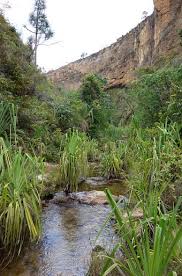 Image result for Platycoryne pervillei