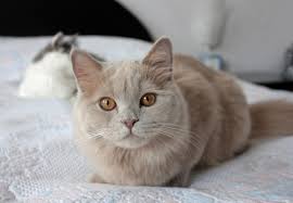 Lilac Cat Color Genetics Rare Cats Cat Colors Cat Fur