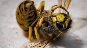 Wespen Stichreflex Konnen Tote Wespen Stechen Ratgeber Bild De